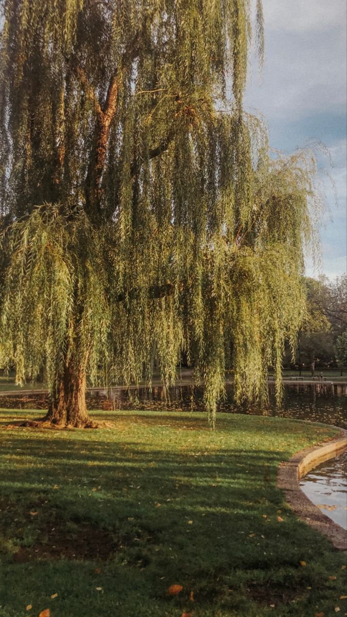 a large willow tree in the middle of a grassy area next to a pond and walkway