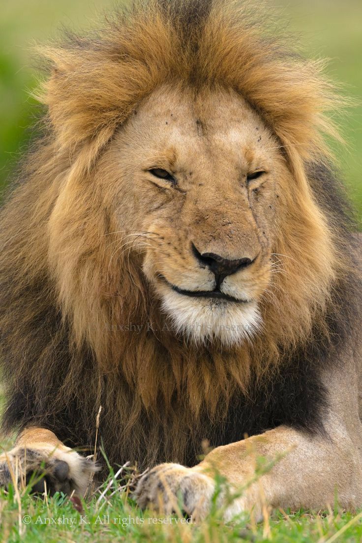 a close up of a lion laying in the grass