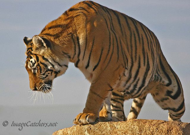 a large tiger walking across a dry grass field