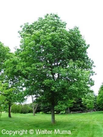 a large green tree sitting in the middle of a lush green field