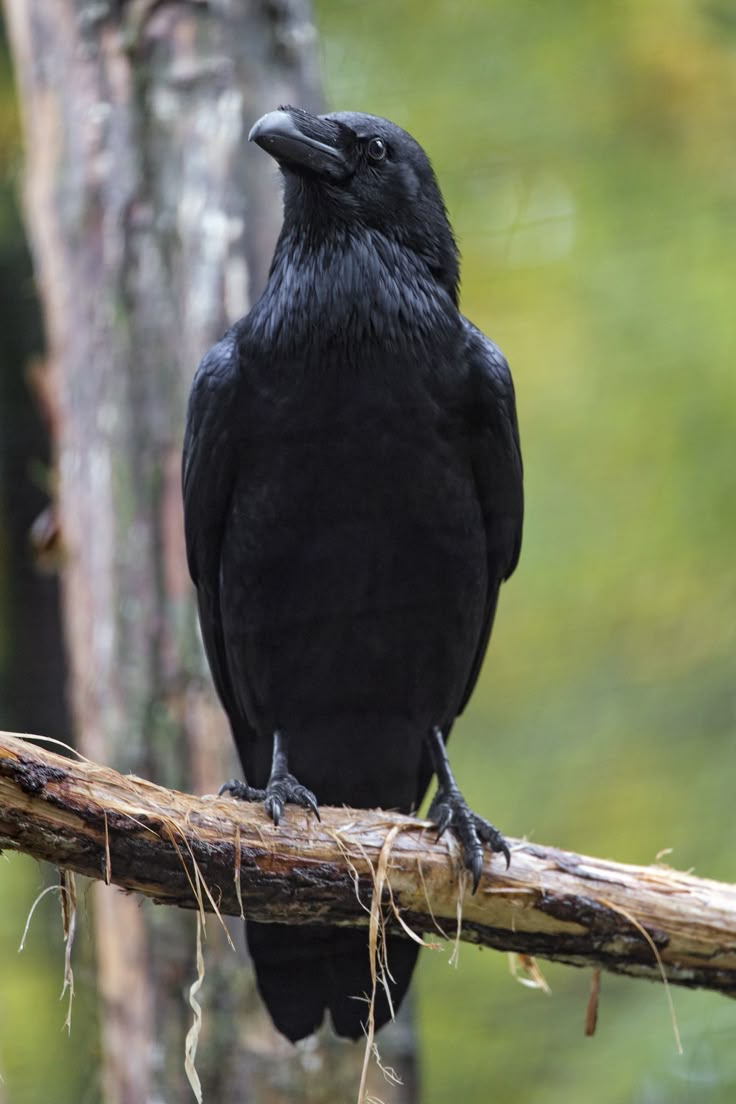 a black bird sitting on top of a tree branch in front of a forest filled with trees