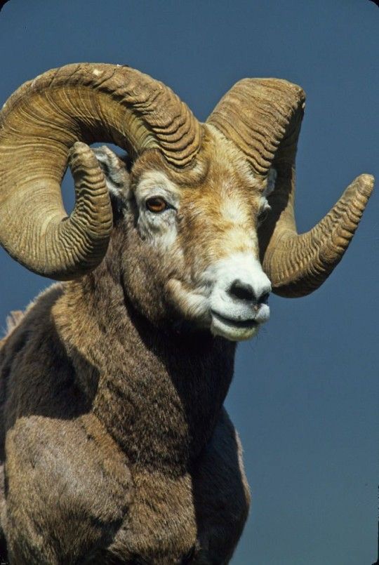 a ram with large horns standing on top of a grass covered field in front of a blue sky