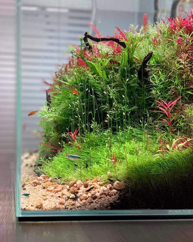 an aquarium filled with plants and rocks