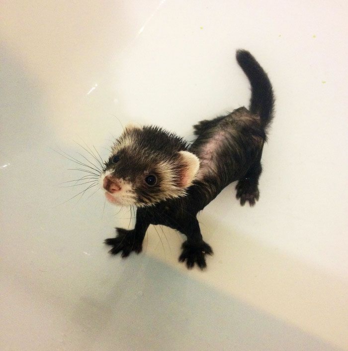 a ferret in a bathtub looking up at the camera while standing on it's hind legs