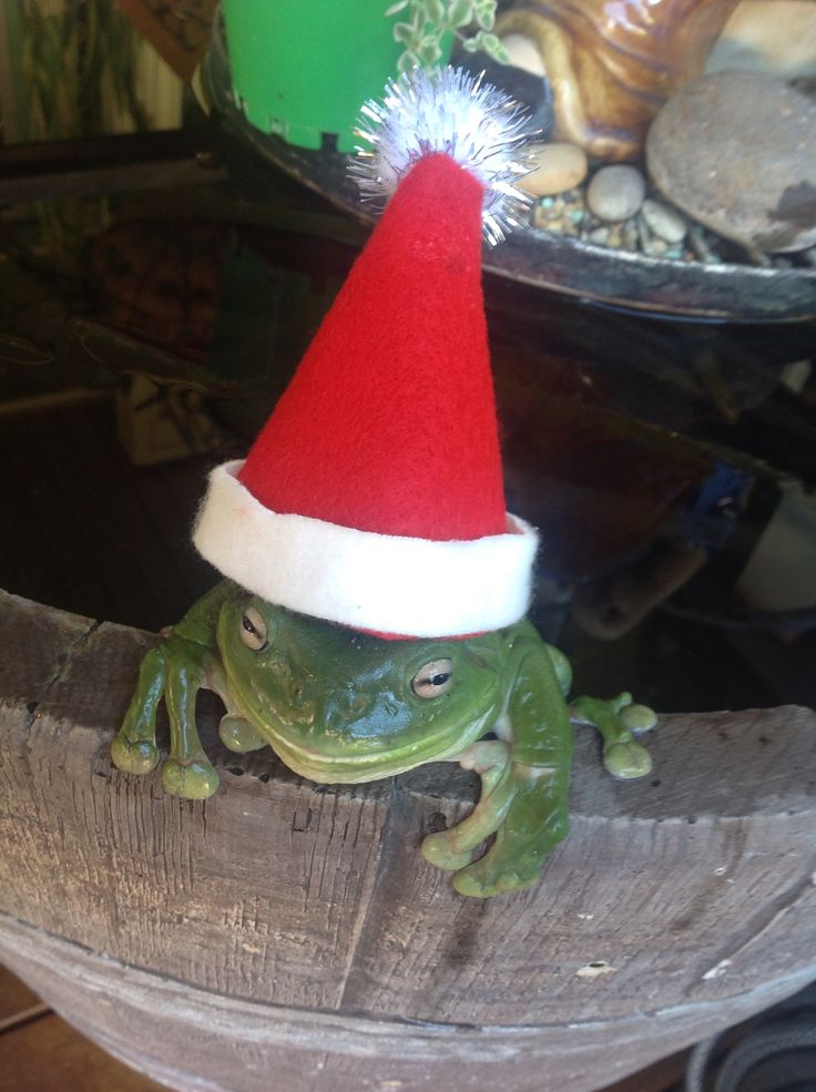 a frog wearing a santa hat sitting on top of a piece of wood