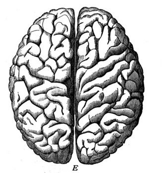 the left and right sides of a brain are shown in black and white, as well as