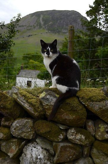 a black and white cat sitting on top of a rock wall