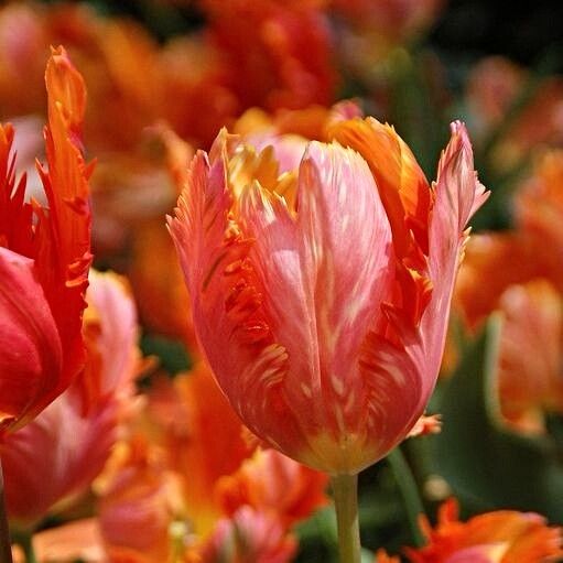 red and yellow flowers are blooming in the sun, with green leaves on them