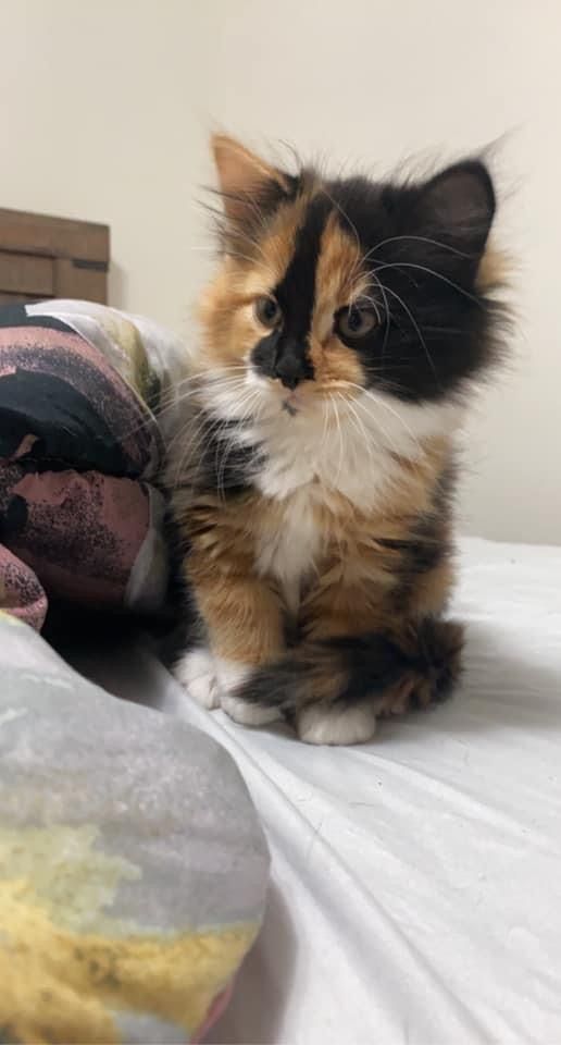 a small kitten sitting on top of a bed