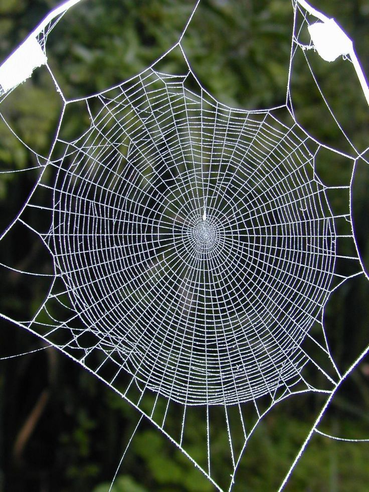 a spider web with drops of dew on it's surface in front of some trees