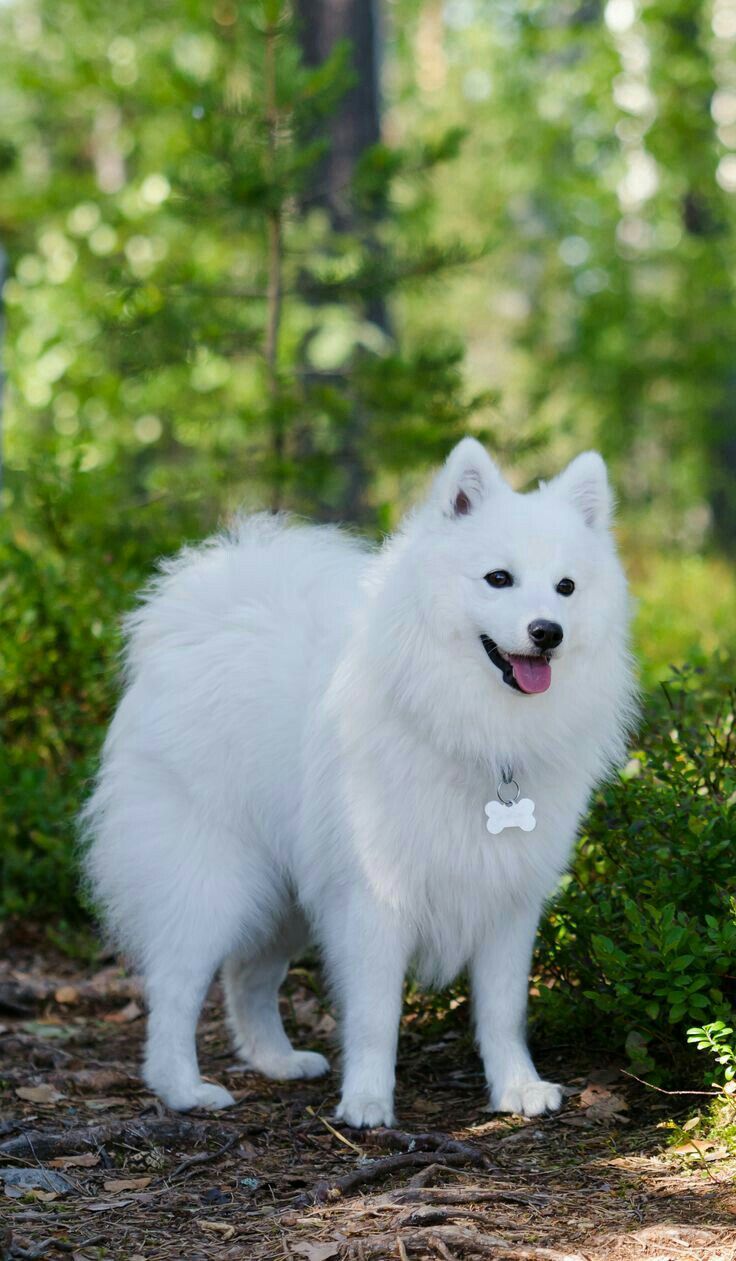 a small white dog standing in the woods