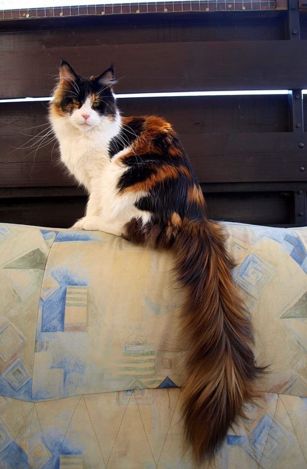 a cat sitting on the back of a couch with its tail curled up and looking off to the side