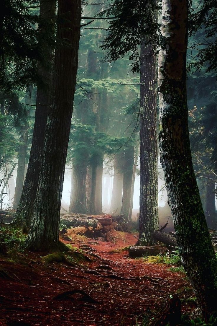 a path in the middle of a forest surrounded by tall trees