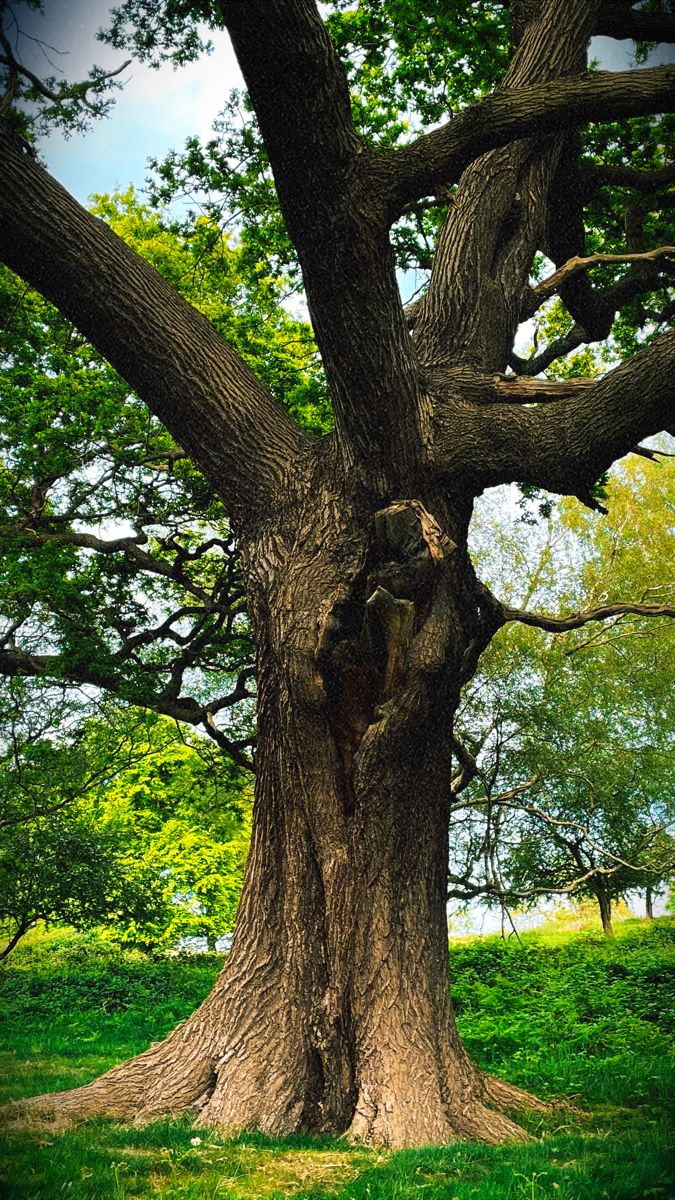 an old tree in the middle of a grassy field