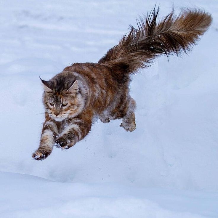 a cat is running in the snow with it's front paws out and tail extended