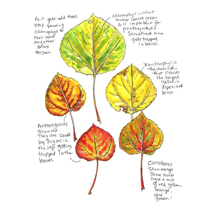 three different colored leaves on a white background with words describing the parts of each leaf