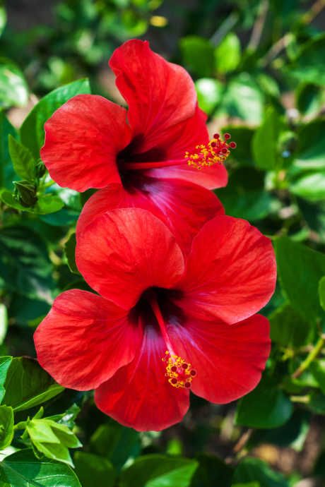 two red flowers with green leaves in the foreground and on the right, there is a yellow stamen