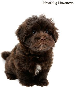 a small brown dog sitting on top of a white floor