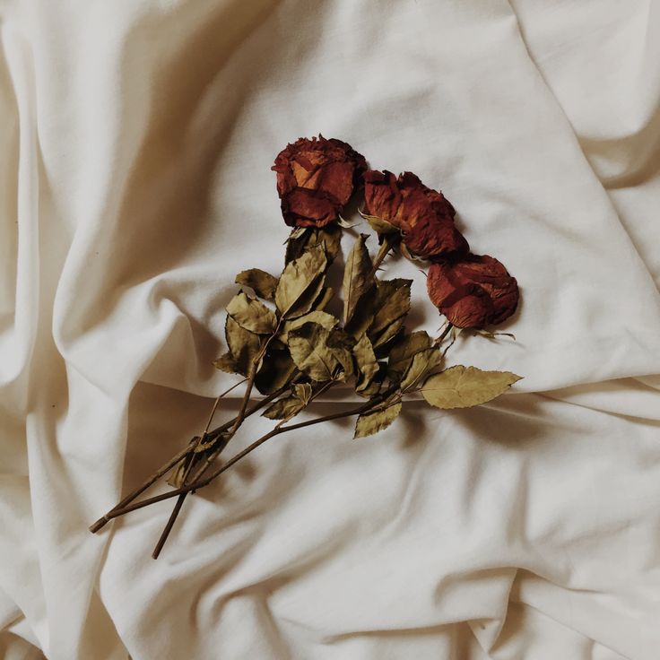 three dried roses are laying on a white sheet covered in sheets and linens, with the petals still attached to the stems