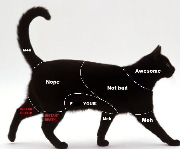 a black cat walking across a white background with words describing the parts of a cat's body