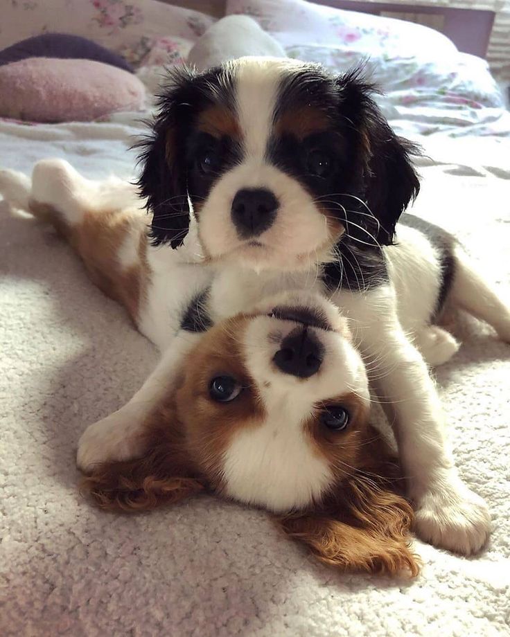 two puppies laying on top of each other with their paws up in the air