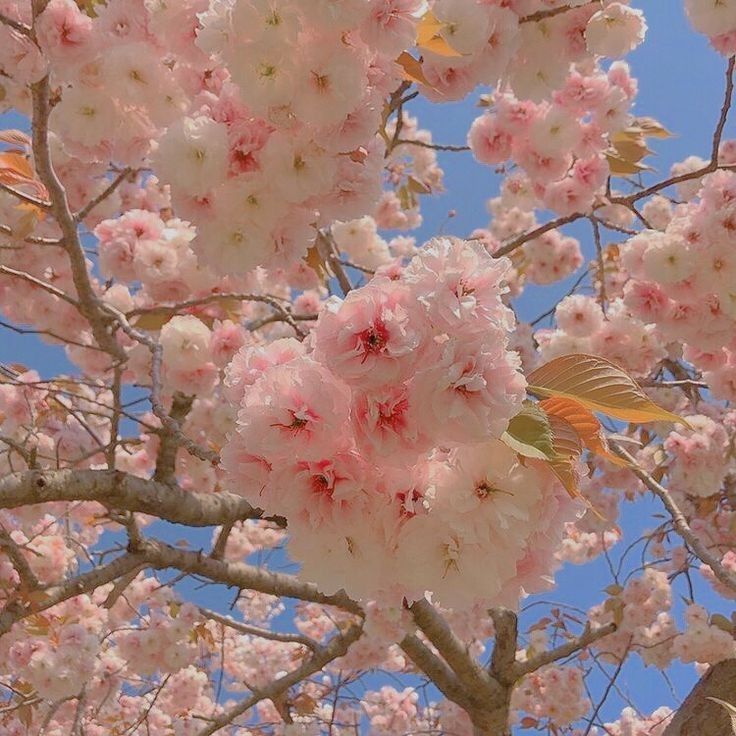 pink flowers are blooming on the branches of a tree in front of a blue sky