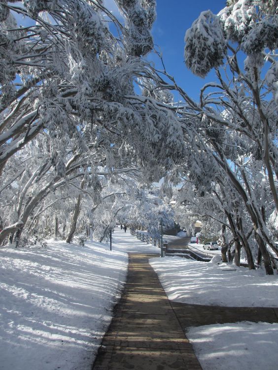 snow covered trees line the path to a park