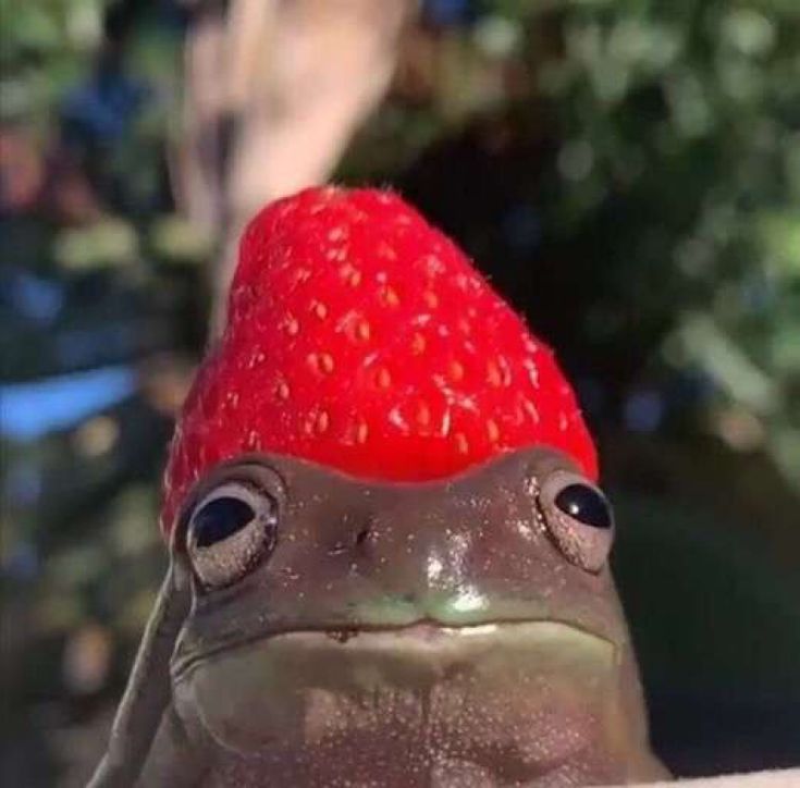 a frog with a strawberry on its head