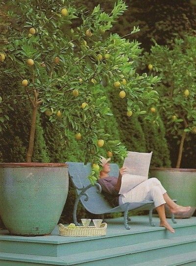 a woman sitting in a chair reading a book next to a tree filled with oranges