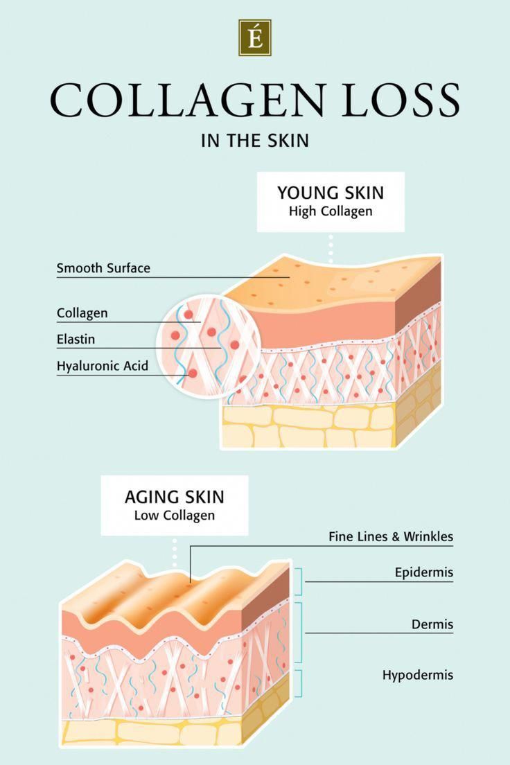 Let’s explore how thin and weak skin can comprise the skin barrier, and some skin barrier repair methods for how to make skin stronger to avoid any skin issues. Skin Anatomy, Skin Facts, Eminence Organic Skin Care, Skin Care Business, Skin Aesthetics, Collagen Benefits, Skin Science, Skin Collagen, Young Skin