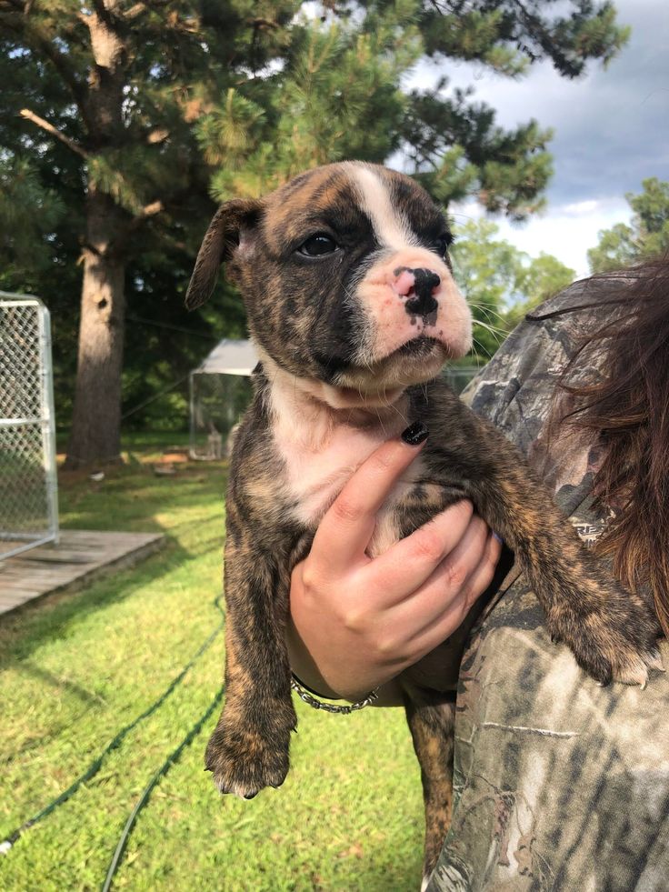 a woman holding a puppy in her arms outside on the grass with trees in the background