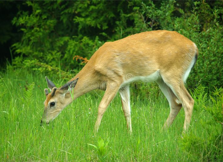 a deer eating grass in the middle of some tall green grass with trees in the background