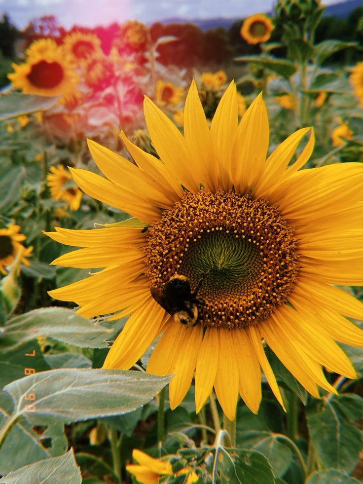 a large sunflower with a bee on it's center surrounded by other flowers