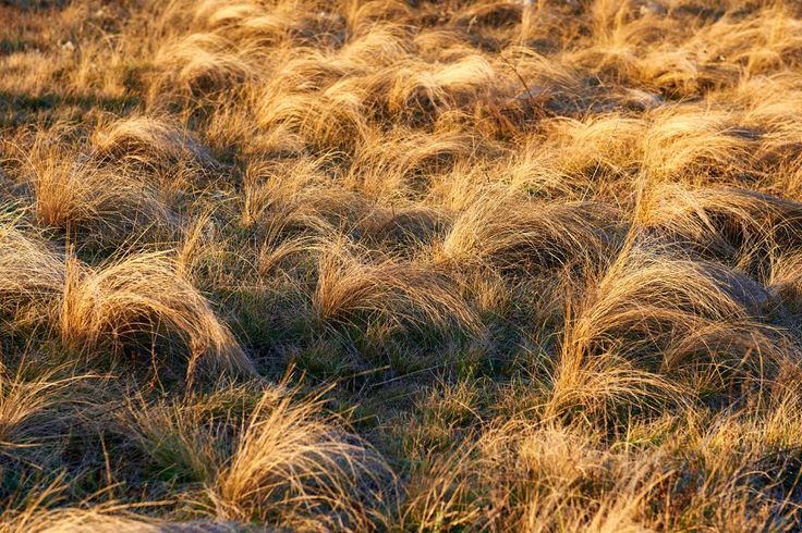 the grass is blowing in the wind and it looks like they have been blown off