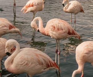 many flamingos are standing in the water together