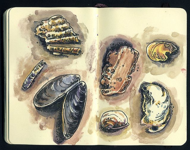 an open book with shells drawn in watercolor and ink on paper, showing the inside pages