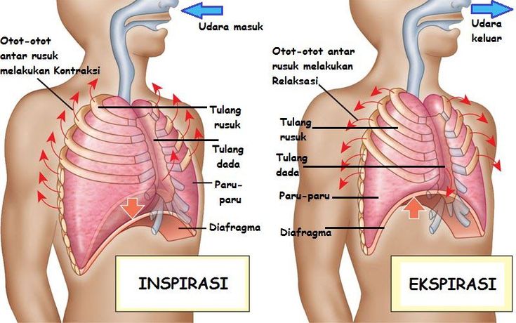 the chest and thor are labeled in two different languages, including an esoplast