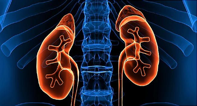 Conditions That Affect Your Kidneys | WebMD Calcium Deposits, Body Building Tips, Magnesium Rich Foods, Cloud Server, Bone Diseases, Vitamin D Deficiency, Magnesium Deficiency, Senior Health, Holistic Nutrition