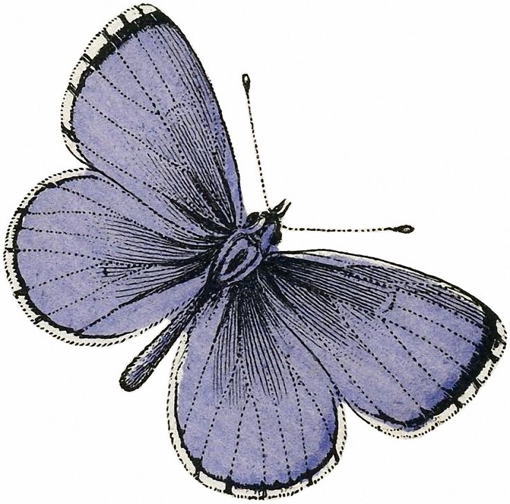 a blue butterfly with black and white lines on it's wings, vintage line drawing or engraving