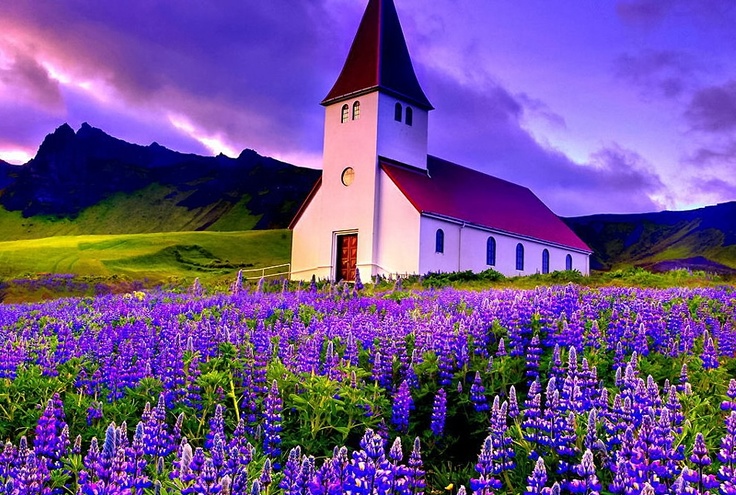 a church in the middle of a field full of purple flowers