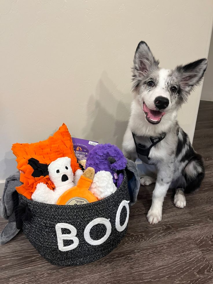 a dog sitting next to a halloween basket with stuffed animals in it and the word boo spelled out