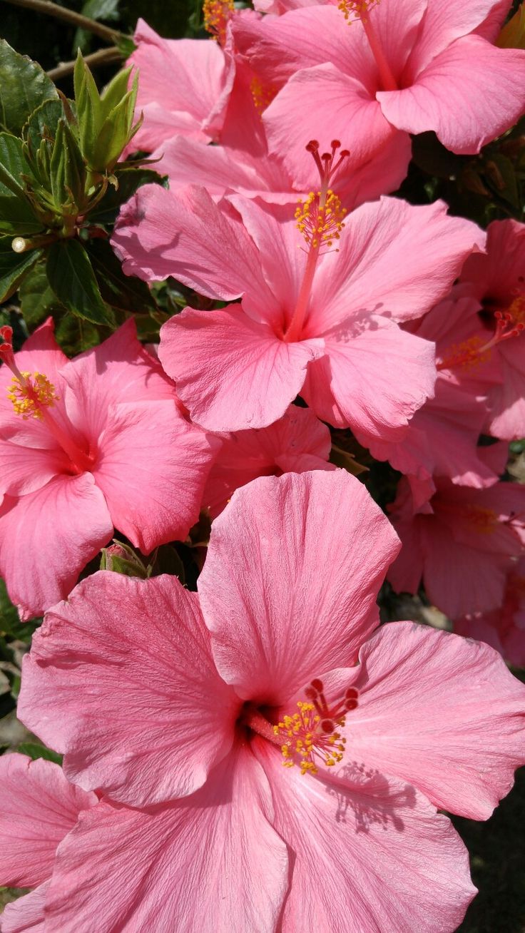 pink flowers are blooming in the sun and green leaves on the tree behind them