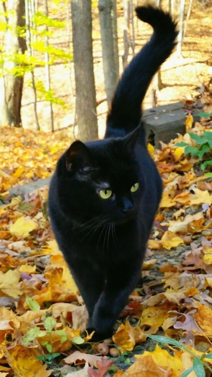 a black cat is walking through the leaves