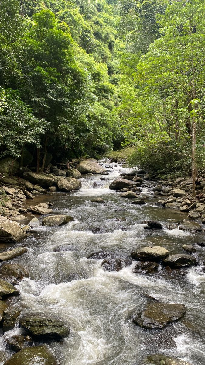 a river running through a forest filled with lots of rocks and trees in the background