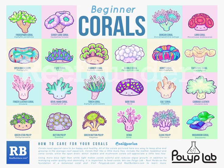 a poster with different types of corals on it