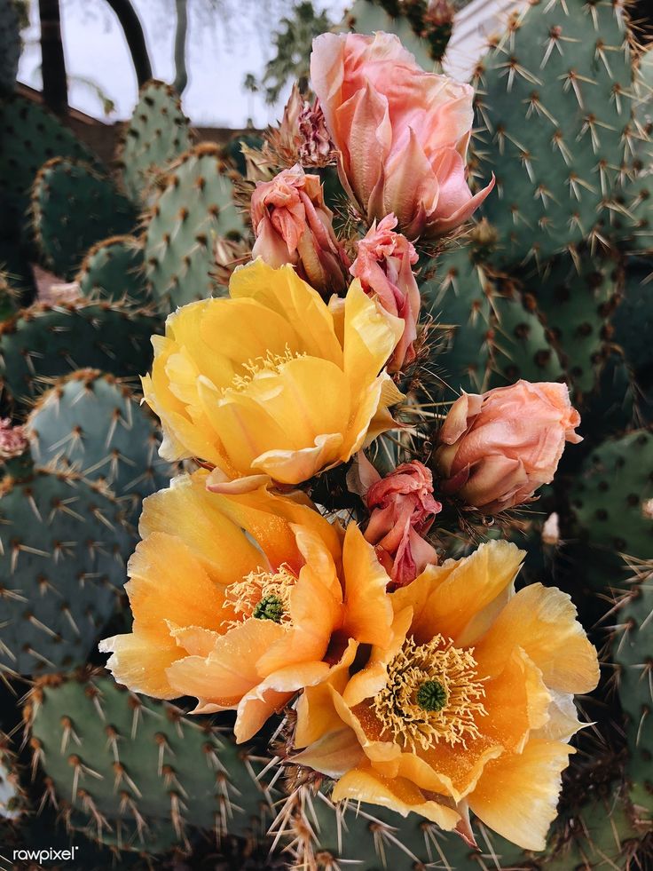 some yellow and pink flowers in front of a cactus