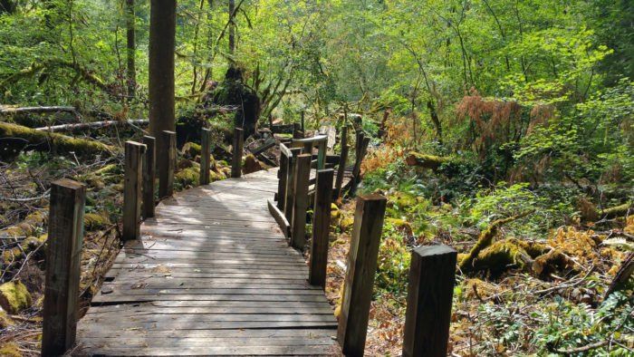 a wooden walkway in the middle of a forest