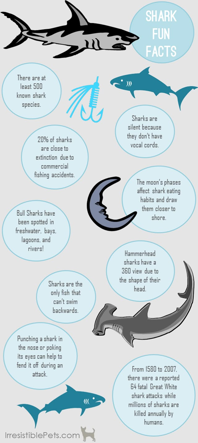 an info sheet with different types of sharks and other marine creatures in it, including shark fins