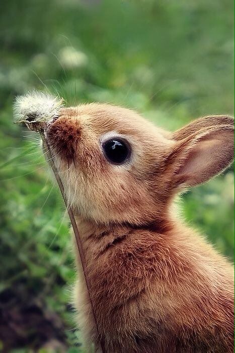 a small brown bunny is looking up at the sky with its nose to the dandelion