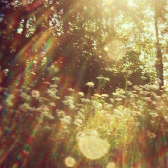 the sun shines through the trees and flowers in the field with dandelions